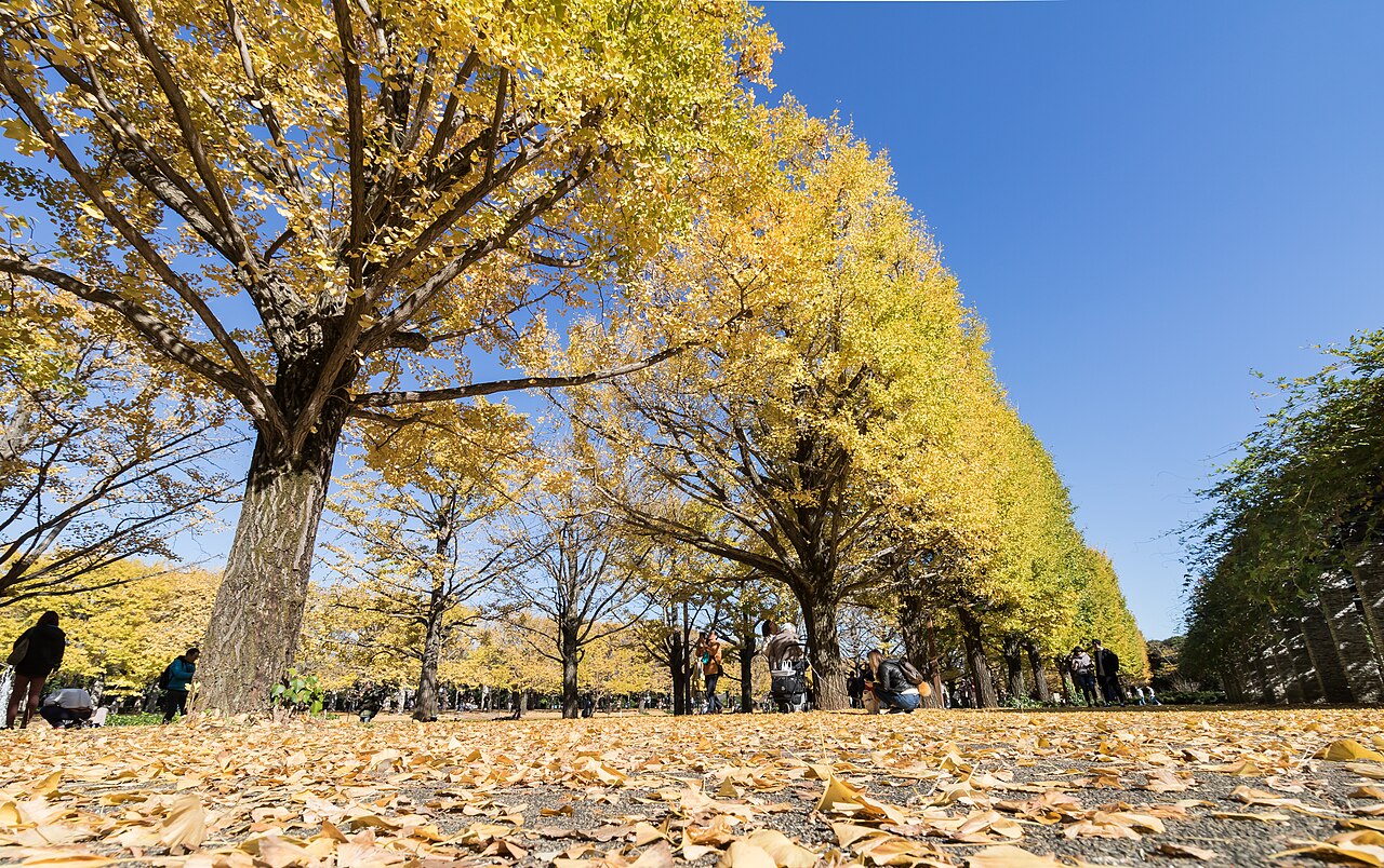 Golden ginkgo trees along an avenue in Showa Memorial Park, Tachikawa